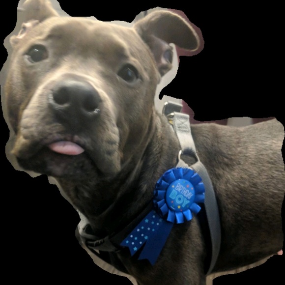 Meet your Posher, Dawn - Picture 1 of 1